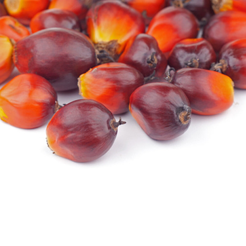 팜유,팜오일(Palm Oil)